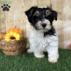 Caleb, Biewer Terrier Puppy